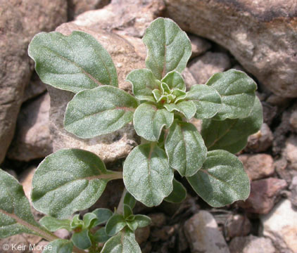 Amaranthus californicus (Moq.) S. Wats. resmi