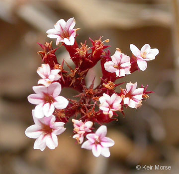 Image of Santa Barbara spineflower