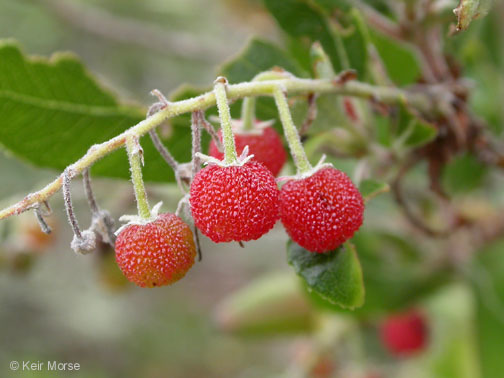 Image of summer holly