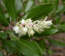 Image of summer holly