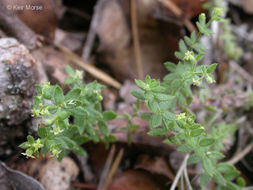 Galium californicum subsp. flaccidum Dempster & Stebbins resmi
