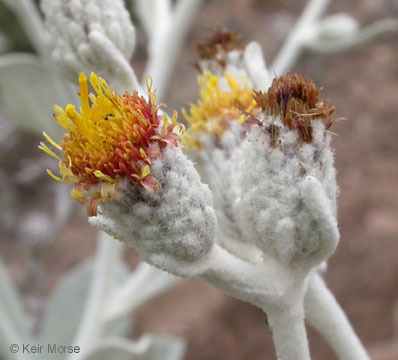 Image of island bristleweed