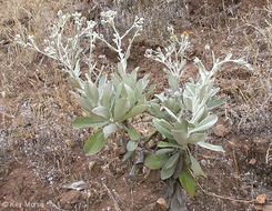 Image of island bristleweed