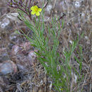 Image of Crocanthemum