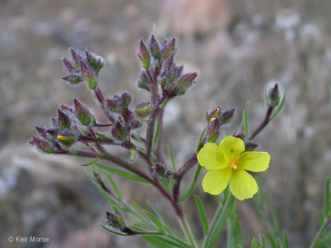 Image of Island rush-rose