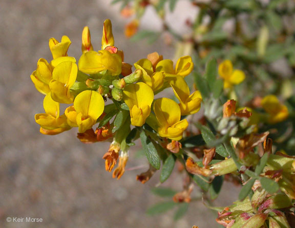 Image of <i>Acmispon <i>dendroideus</i></i> var. dendroideus