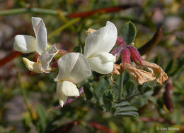 Imagem de <i>Acmispon <i>grandiflorus</i></i> var. grandiflorus