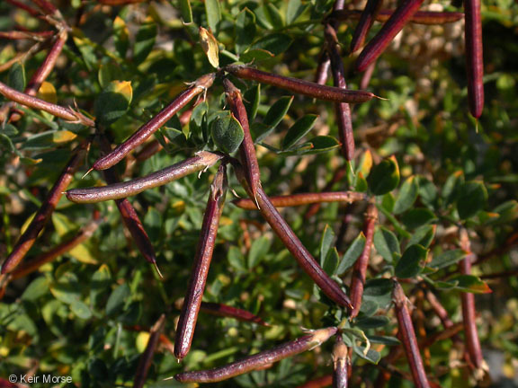 Imagem de <i>Acmispon <i>grandiflorus</i></i> var. grandiflorus