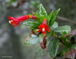 Image of <i>Mimulus aurantiacus</i> var. <i>parviflorus</i>