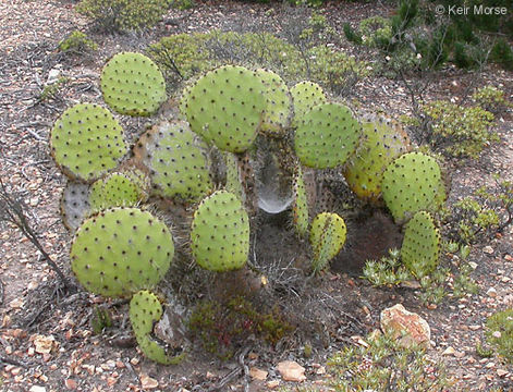 Image of Chaparral Prickly-pear