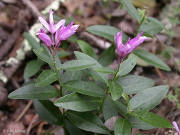 Image of <i>Polygala californica</i>