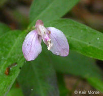 Image of <i>Polygala californica</i>