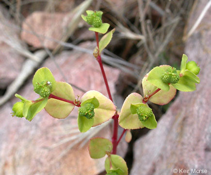 Euphorbia spathulata Lam. resmi