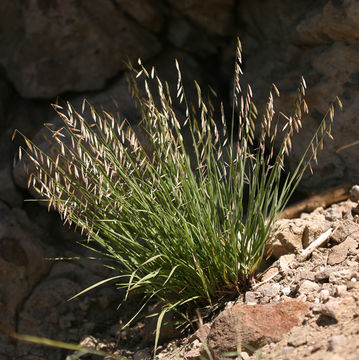 Melica stricta Bol. resmi