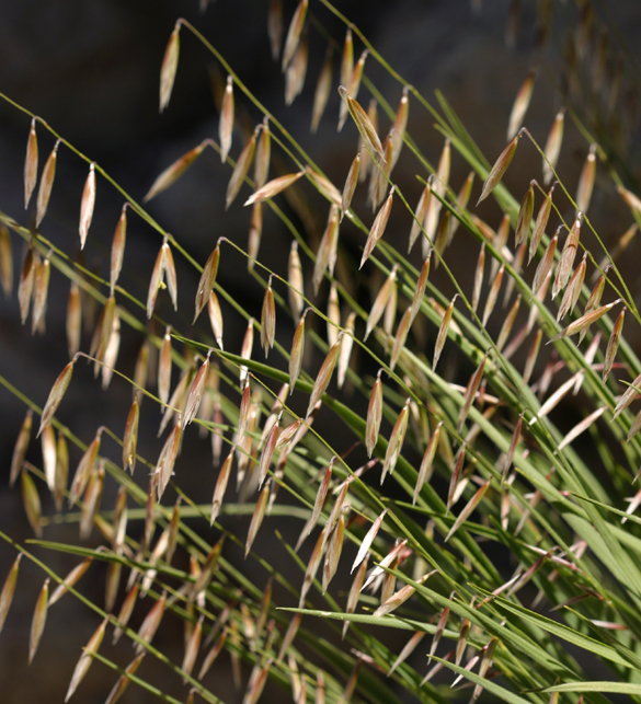 Melica stricta Bol. resmi