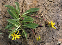 Imagem de Pyrrocoma apargioides (A. Gray) Greene