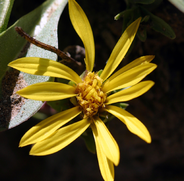 Imagem de Pyrrocoma apargioides (A. Gray) Greene