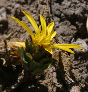 Imagem de Pyrrocoma apargioides (A. Gray) Greene