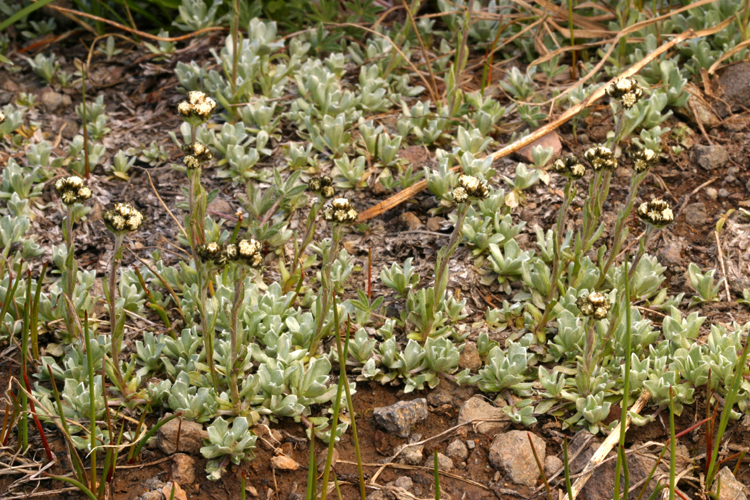 Image of Rocky Mountain pussytoes