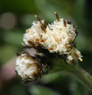 Image of Rocky Mountain pussytoes