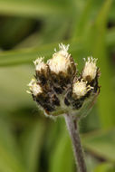 Image of Rocky Mountain pussytoes