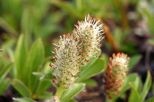 Salix petrophila Rydb. resmi