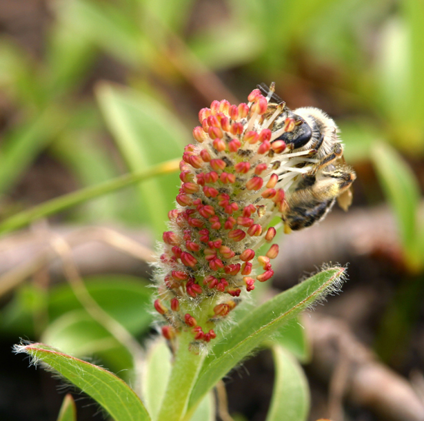 Image of alpine willow