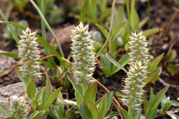 Image of alpine willow