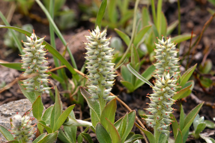 Salix petrophila Rydb. resmi