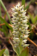 Image of alpine willow