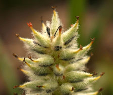 Image of alpine willow