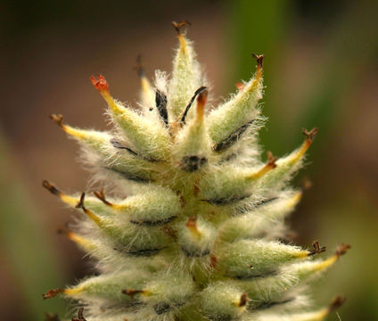 Salix petrophila Rydb. resmi