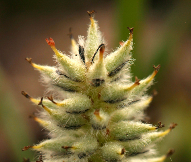 Image of alpine willow