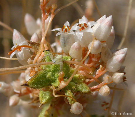 Sivun Cuscuta brachycalyx (Yunck.) Yunck. kuva