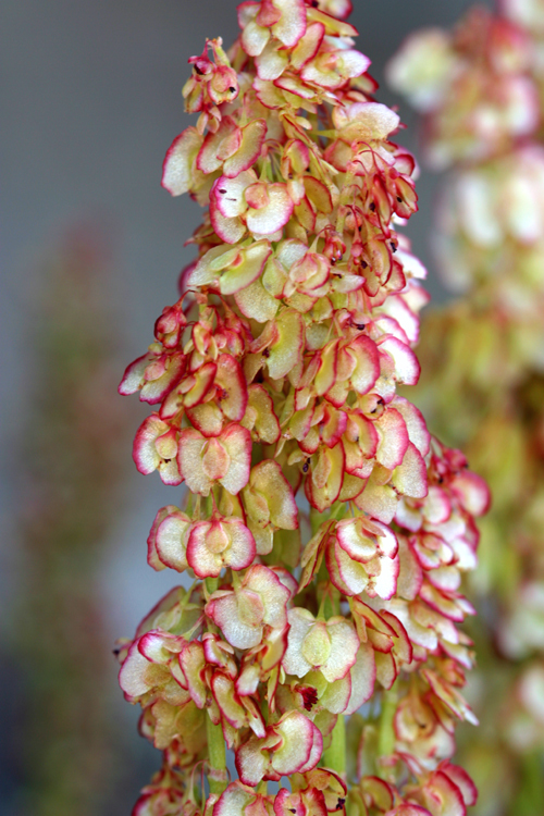 Image of Alpine mountain-sorrel