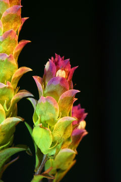 Image of cryptantha owl's-clover