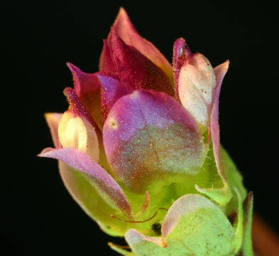 Image of cryptantha owl's-clover