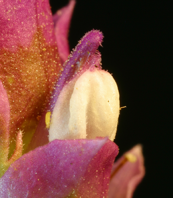 Image of cryptantha owl's-clover