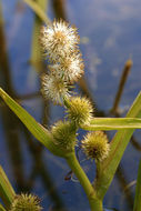 Image of European bur-reed