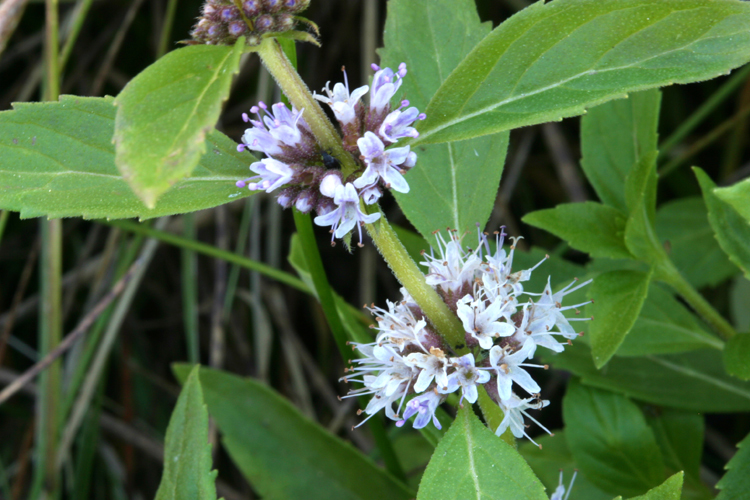 Image of wild mint