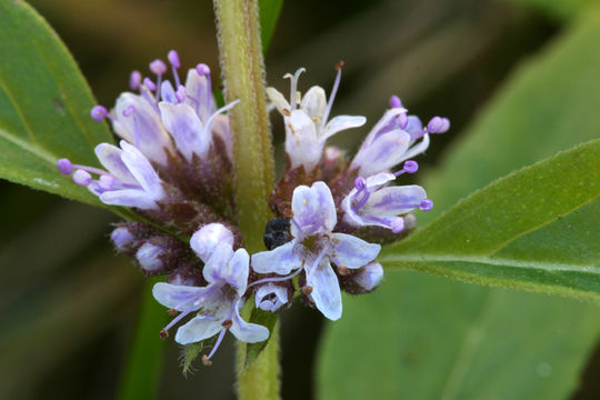 Image of wild mint