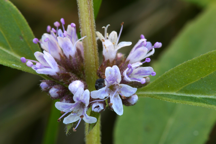 Image of wild mint