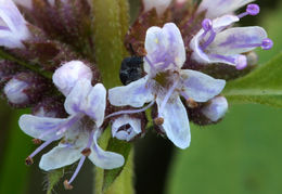 Image of wild mint