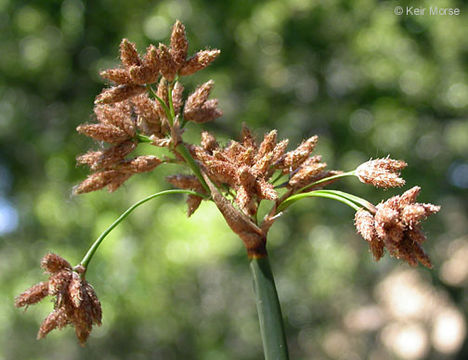 Plancia ëd Schoenoplectus acutus var. occidentalis (S. Watson) S. G. Sm.