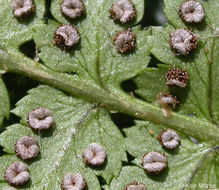 Dryopteris arguta (Kaulf.) Watt. resmi