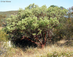 Image of bigberry manzanita