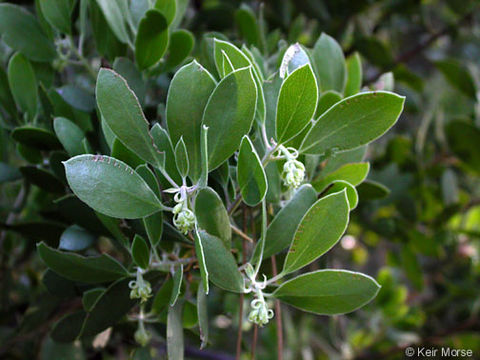 Image of pointleaf manzanita