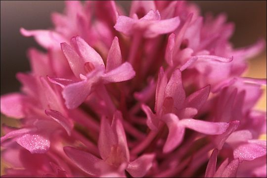 Image of Pyramidal orchid