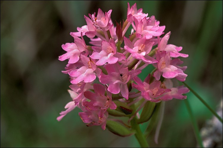 صورة Anacamptis pyramidalis (L.) Rich.