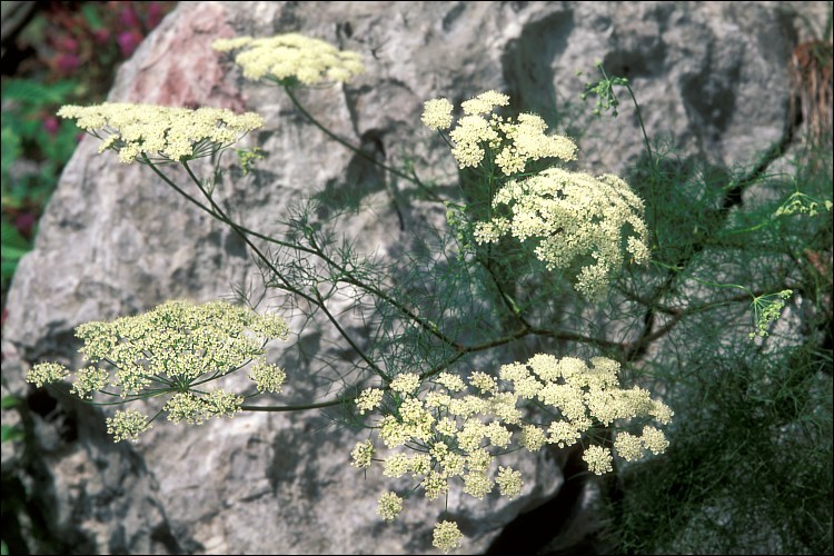 Image of Athamanta turbith (L.) Brot.